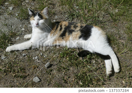Portrait of a domestic cat relaxing in the sun 137337284