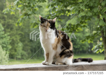 Portrait of a domestic cat relaxing in the sun Portrait of a domestic cat relaxing in the sun 137337285