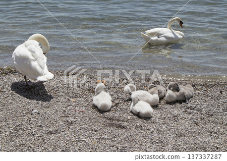 Young swan babies at a lake 137337287