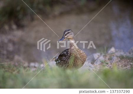 Female mallard in the grass Female mallard in the grass 137337290
