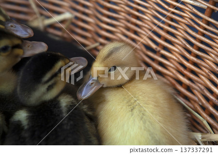 Goslings in the barn Goslings in the barn 137337291