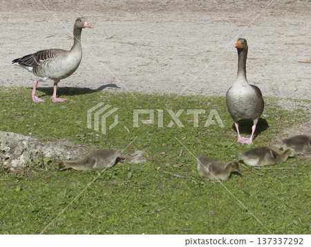A family of greylag geese swimming on the lake A family of greylag geese swimming on the lake 137337292