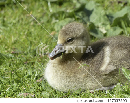 Closeup of a gosling on a meadow Closeup of a gosling on a meadow 137337293