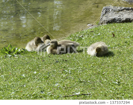 A family of greylag geese on a meadow 137337294