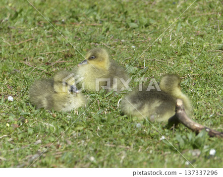 Goslings on a meadow 137337296