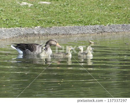 A family of greylag geese swimming on the lake A family of greylag geese swimming on the lake 137337297