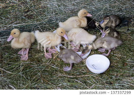 Goslings in the barn 137337299
