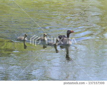 A family of greylag geese swimming on the lake 137337300
