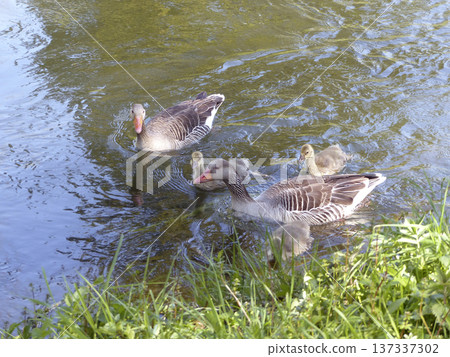 A family of greylag geese swimming on the lake 137337302