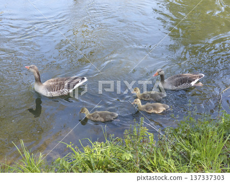 A family of greylag geese swimming on the lake A family of greylag geese swimming on the lake 137337303