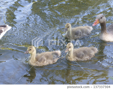 A family of greylag geese swimming on the lake 137337304