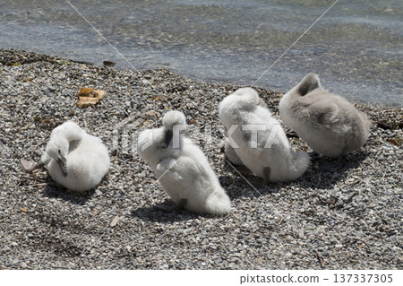 Young swan babies at a lake 137337305