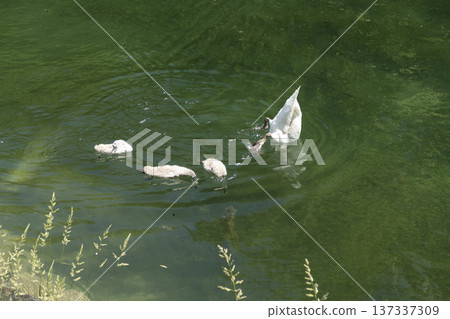 Swan family diving in a lake Swan family diving in a lake 137337309