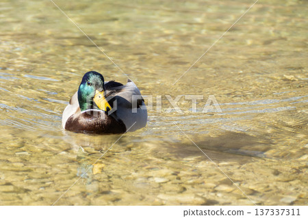Male mallard swim on a lake Male mallard swim on a lake 137337311