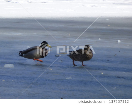Pair of mallards on a lake 137337312
