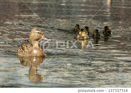 Young mallards swim on a lake 137337316