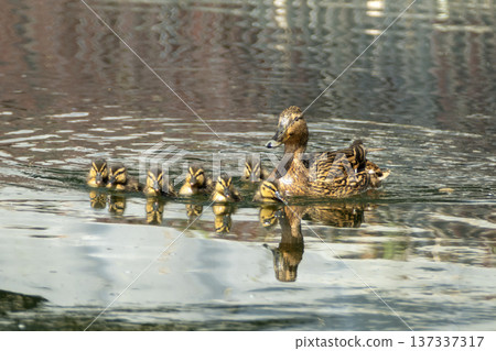 Young mallards swim on a lake Young mallards swim on a lake 137337317