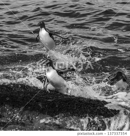 Rockhopper Penguin, Penguin Island,Puerto Deseado, Santa Cruz Province, Patagonia Argentina 137337354