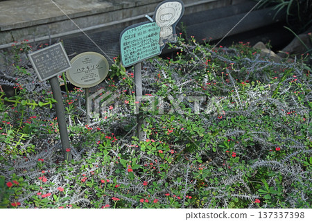 熱帶溫室中成簇生長的澤瀉樹(Euphorbia milii) 熱帶溫室中成簇生長的澤瀉樹(Euphorbia milii) 137337398