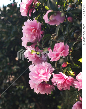 陽光透過樹葉灑在粉紅色的山茶花和花苞上(路邊的山茶花和花苞) 陽光透過樹葉灑在粉紅色的山茶花和花苞上(路邊的山茶花和花苞) 137337399