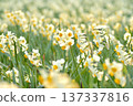 Daffodils illuminated by the setting sun at Kasai Rinkai Park 137337816