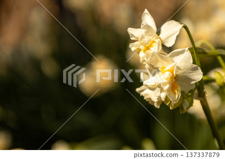 Jogashima Park, January: Daffodils in full bloom 137337879
