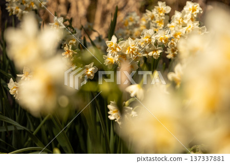 城島公園，一月：水仙花盛開 137337881