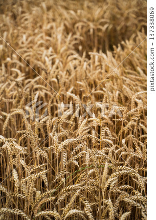 Golden wheat field showing a close-up view of ripe cereal grain stalks, representing themes of agriculture, harvest, natural growth, and sustainable resources Golden wheat field showing a close-up view of ripe cereal grain stalks, representing themes of agriculture, harvest, natural growth, and sustainable resources 137338069