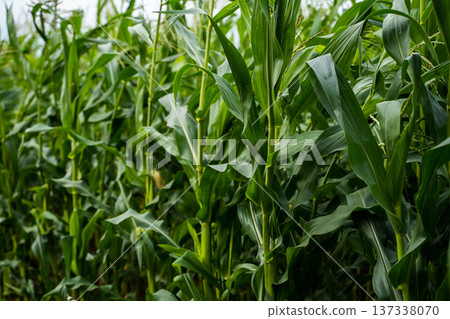 Lush green cornfield thriving under natural light, showing vigorous growth and healthy leaf development in an agricultural farm plantation Lush green cornfield thriving under natural light, showing vigorous growth and healthy leaf development in an agricultural farm plantation 137338070