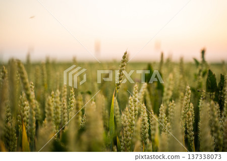 Wheat field growing under warm golden hour light during summer, symbolizing agriculture, harvest, nature, and the serene beauty of rural farming landscapes at sunset 137338073
