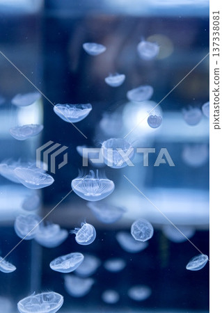 水族箱裡漂浮著月亮水母的奇幻景象 137338081