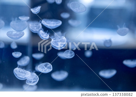 A fantastical scene of moon jellyfish floating in an aquarium A fantastical scene of moon jellyfish floating in an aquarium 137338082