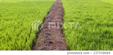 Green rice field agricultural landscape in rural countryside. Green rice field agricultural landscape in rural countryside. 137338084