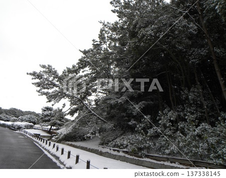 ：稻毛海濱公園奧濱池的雪景 137338145
