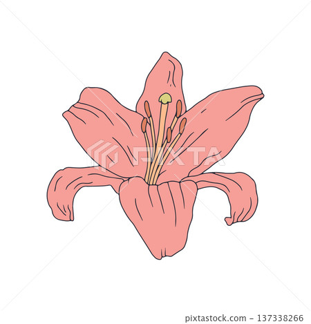 Hand drawn line art pastel pink lily flower clip art Hand drawn line art pastel pink lily flower clip art 137338266