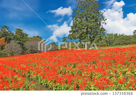Salvia at Tottori Flower Corridor Salvia at Tottori Flower Corridor 137338368