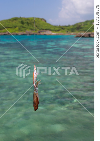 Bigfin reef squid caught by egging and the clear tropical sea Bigfin reef squid caught by egging and the clear tropical sea 137338579