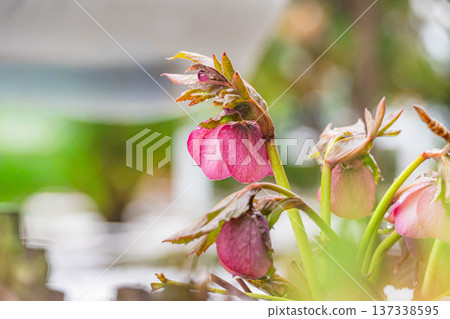 花園裡的聖誕玫瑰和雪 花園裡的聖誕玫瑰和雪 137338595