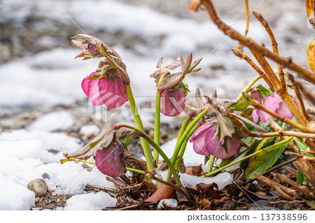 花園裡的聖誕玫瑰和雪 137338596