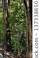 tree trunk in the jungle 137338650