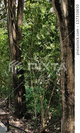 tree trunk in the jungle tree trunk in the jungle 137338650