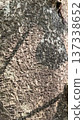 tree trunk in the jungle 137338652