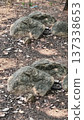 tree trunk in the jungle 137338653