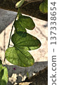 tree trunk in the jungle 137338654