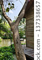 tree trunk in the jungle 137338657