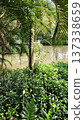 tree trunk in the jungle 137338659