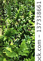 tree trunk in the jungle 137338661