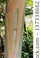tree trunk in the jungle 137338662