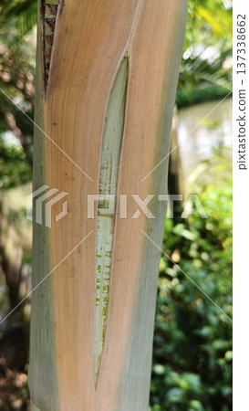 tree trunk in the jungle 137338662
