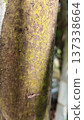 tree trunk in the jungle 137338664